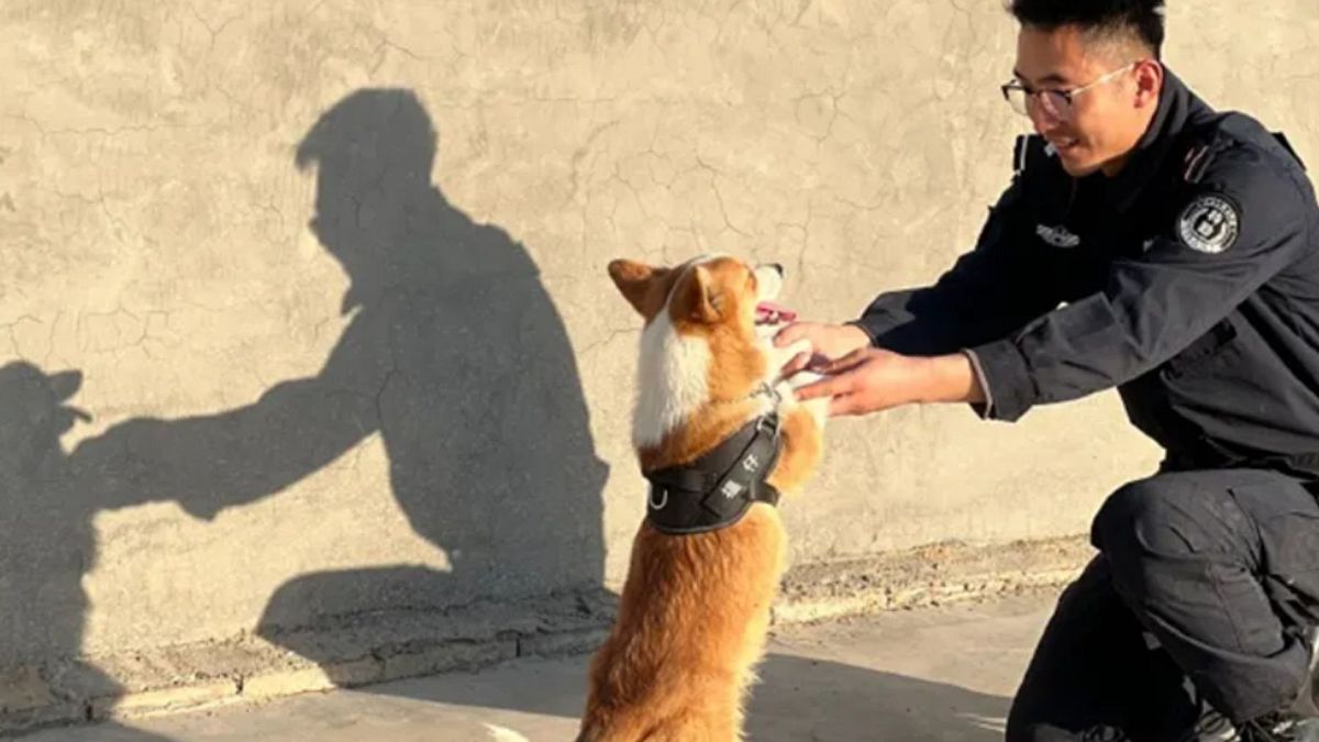Kínában az első corgi rendőrkutya felháborodást váltott ki, miután szolgálat közben kolbászt ragadott a gyerektől