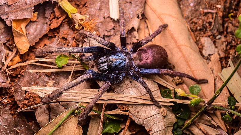 Egy nőstény Cilantica devamatha, egy irizáló tarantula faj.