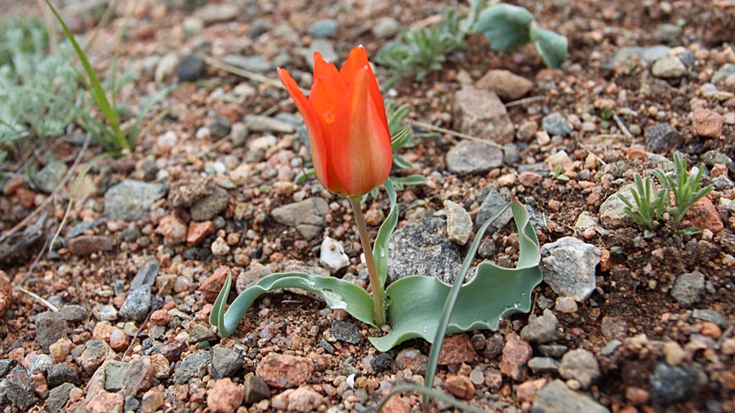 Tulipa korolkowii, tulipánok Batken régióban, Kirgizisztán.
