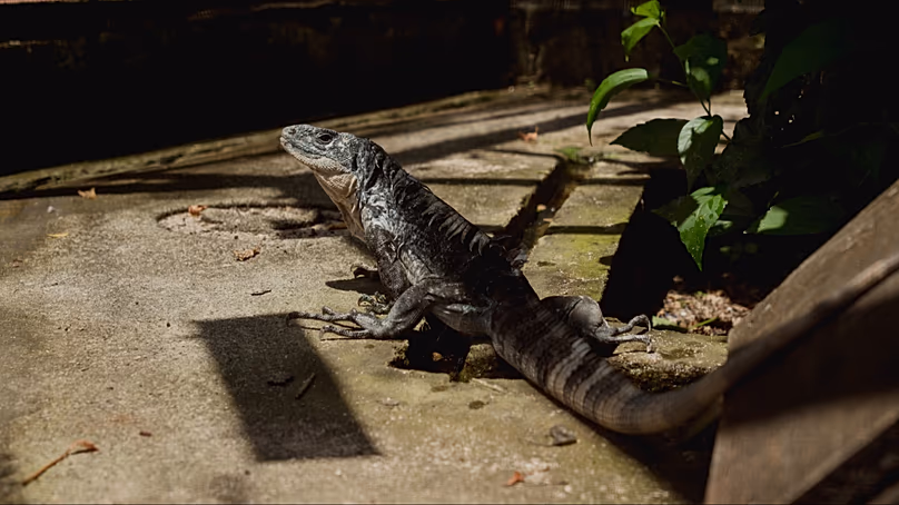 Az utilai tüskésfarkú leguán (Ctenosaura bakeri) a hondurasi Utila szigetének mangrovefáiban él. 