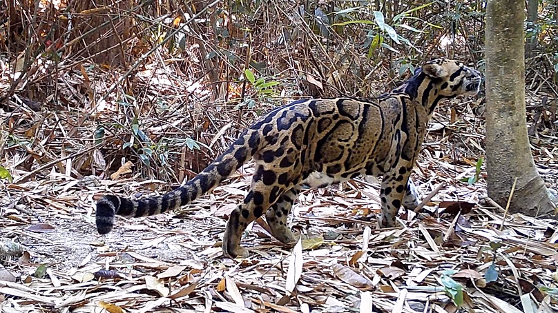 Felhős leopárd (neofelis nebulosa), amelyet a Fauna & Flora nemzetközi természetvédelmi jótékonysági szervezet kambodzsai csapata által vezetett kamerás csapdafelmérés során készítettek.