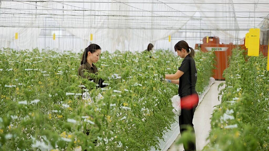 Hogyan célozzák meg a japán élelmiszer-technológiai innovációk a globális élelmezésbiztonsági kihívásokat