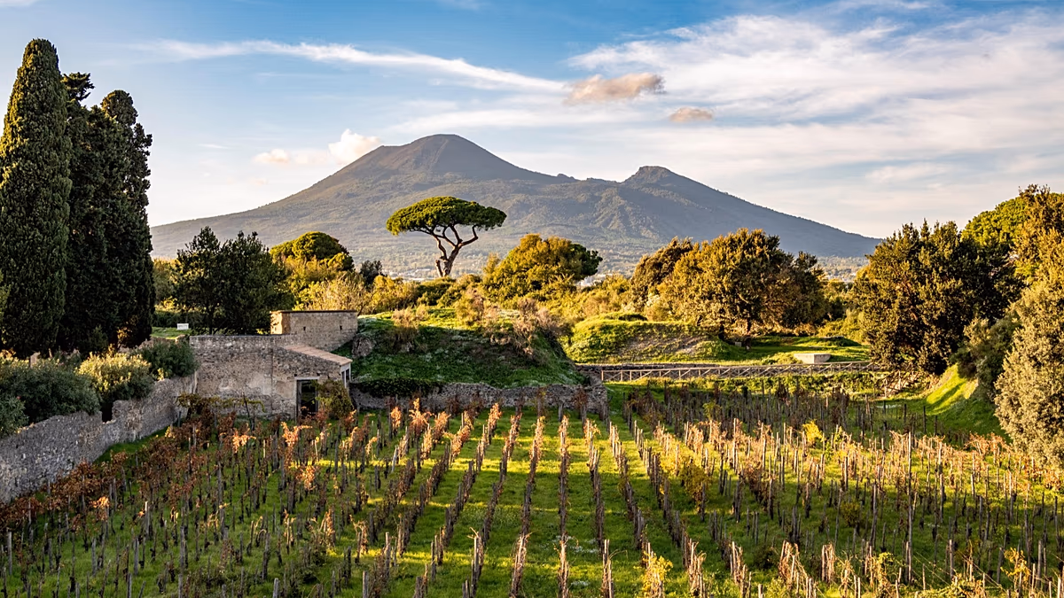 A régitől az új felé: a Pompei projekt feleleveníti az ősi borkészítési hagyományokat