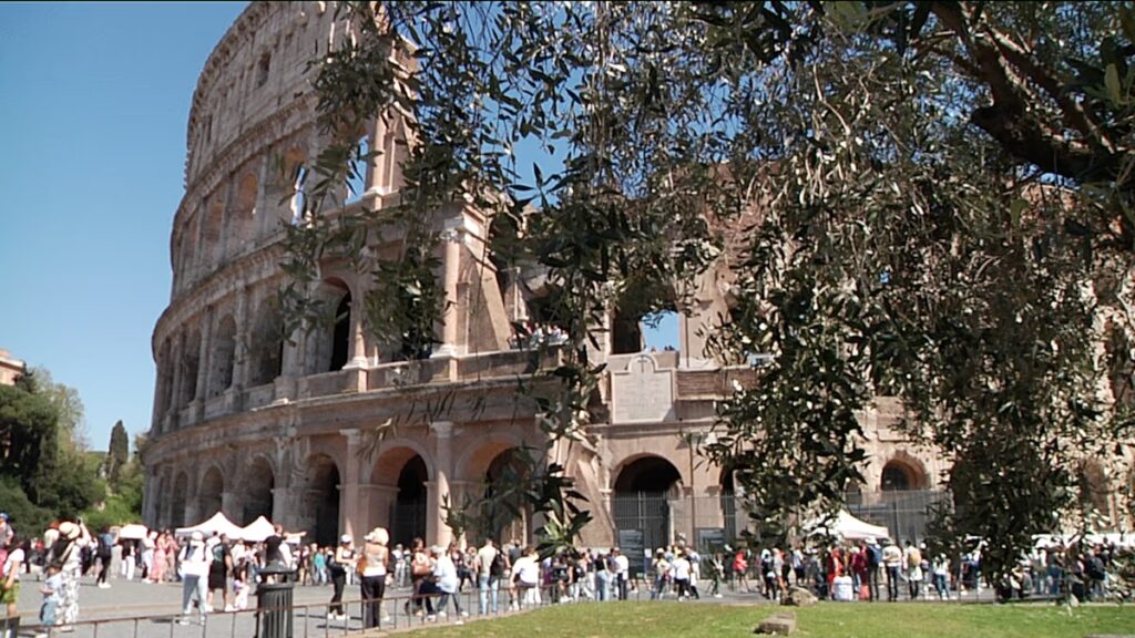 Olajbogyó betakarítás a Colosseumban: ültetvény római romokban a város szívében