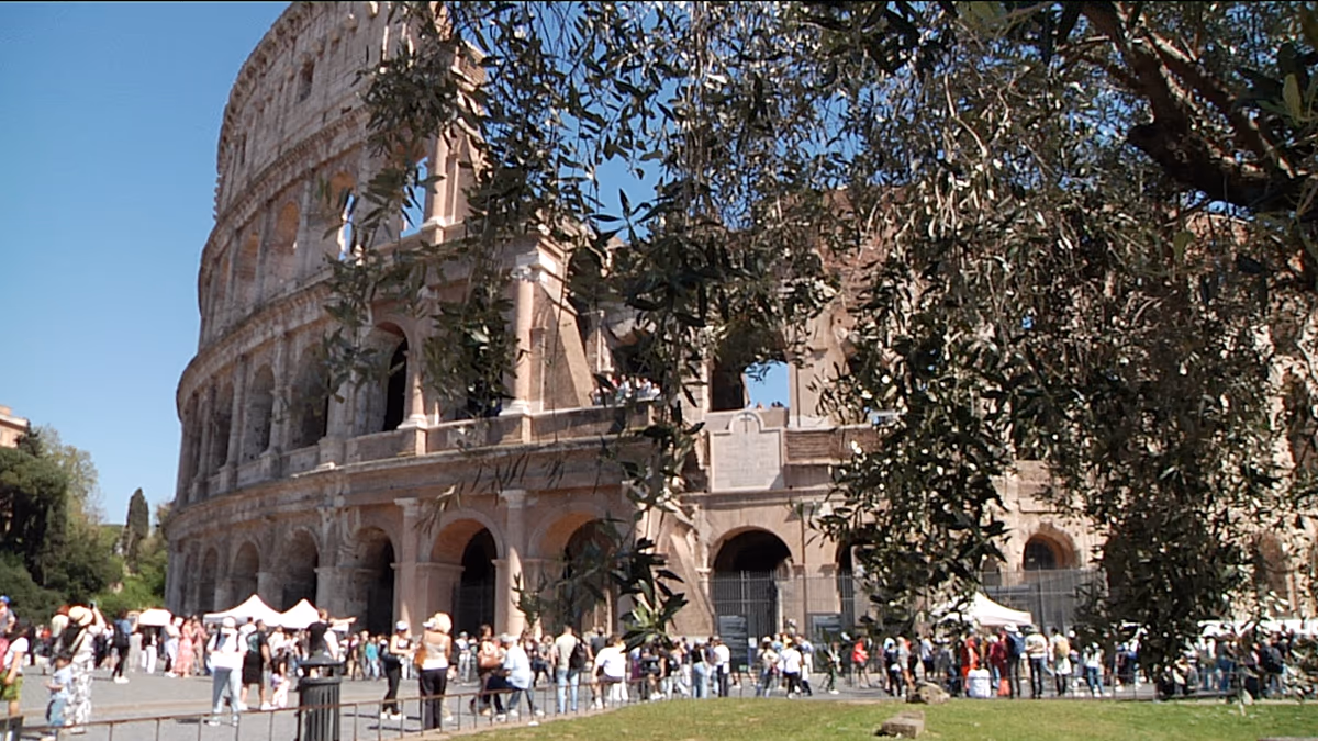 Olajbogyó betakarítás a Colosseumban: ültetvény római romokban a város szívében