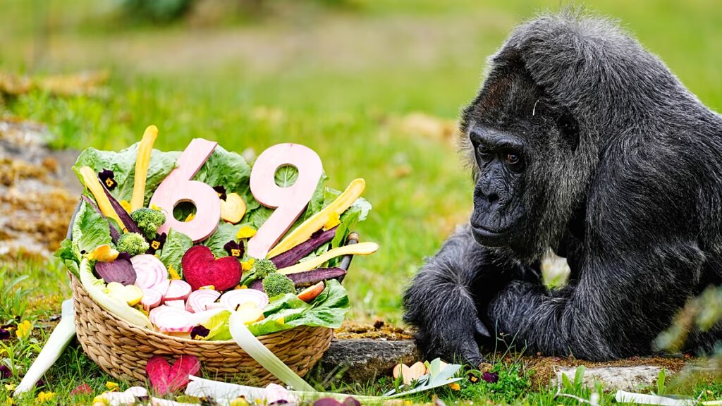 Németországban ünnepli 69. születésnapját az állatkert legrégebbi gorillája