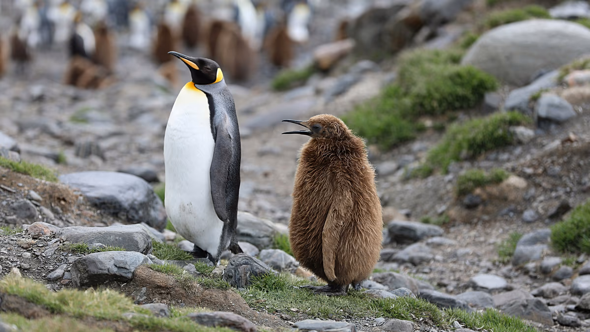 Vízbe fulladt csibék és élelmiszerhiány: a császárpingvin és az antarktiszi szőrfóka veszélyben van