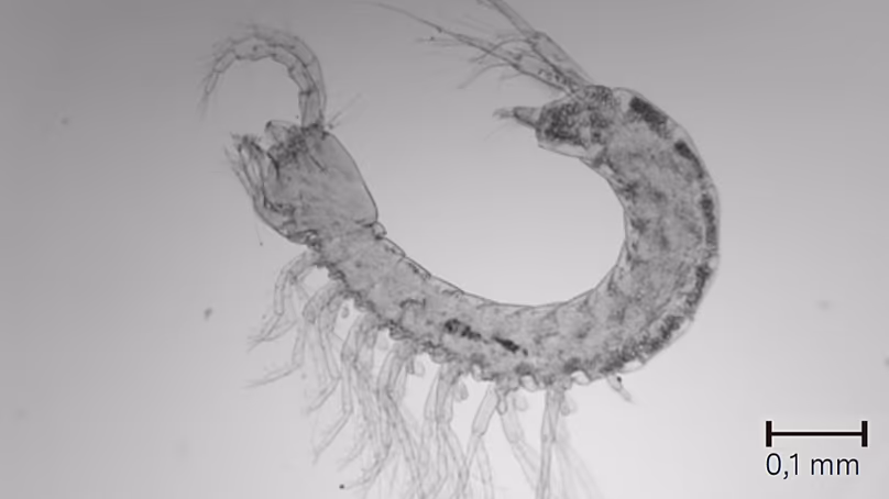 A Parabathynella badenwuerttembergensis talajvízi rákfélét élő kövületnek tekintik. Csak 1,3 milliméter hosszúra nő.