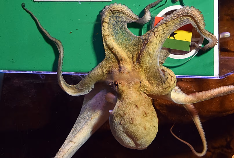 Octopus Regina a berlini Sea Life-ból nem érte el teljesen ugyanazt a találati arányt, mint elődje, Paul.
