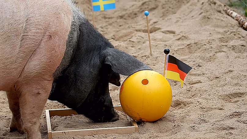 Vaddisznó Harry rossz országot támogatott a 2018-as Németország–Dél-Korea vb-mérkőzésen.