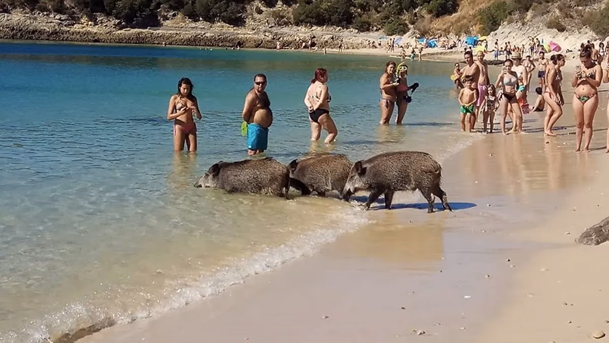 Erre a strandra mész nyaralni? A vaddisznók ellophatják az ebédjét